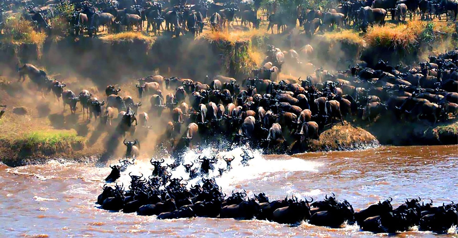 The-Great-WildBeast-Migration-in-Tanzania The Great WildBeast Migration in Tanzania